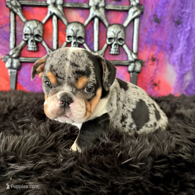 Female, Black Tri Merle – English Bulldog puppy for sale in Houston, TX