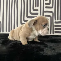 Male, Lilac Tri, a male English Bulldog for sale in Houston, TX – 4 of 8