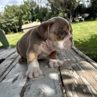 Male, Choco Tri, a male English Bulldog for sale in Houston, TX – 2 of 8