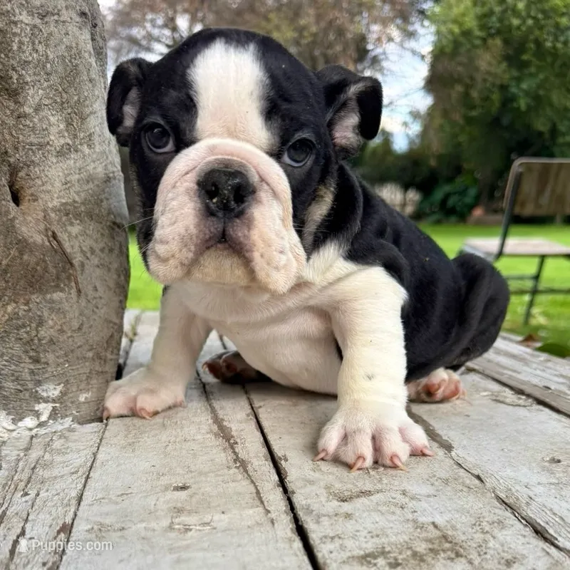 Male, Black and White – English Bulldog puppy for sale in Houston, TX