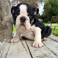 Male, Black and White, a male English Bulldog for sale in Houston, TX – 1 of 7