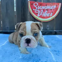 Male, Fawn and White, a male English Bulldog for sale in Houston, TX – 5 of 7