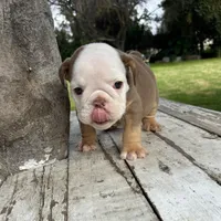 Female, Choco Tri, a female English Bulldog for sale in Houston, TX – 3 of 6