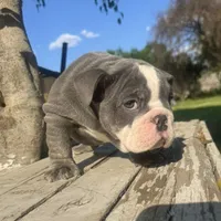 Female, Blue Tri, a female English Bulldog for sale in Houston, TX – 4 of 6