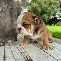Male, Fawn and White, a male English Bulldog for sale in Houston, TX – 4 of 7