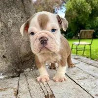 Male, Merle, a male English Bulldog for sale in Houston, TX – 8 of 8