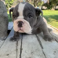 Female, Blue Tri, a female English Bulldog for sale in Houston, TX – 2 of 6