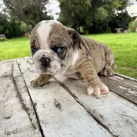 Male, Brindle, a male English Bulldog for sale in Houston, TX – 4 of 8