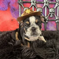 Male, Black Tri, a male English Bulldog for sale in Houston, TX – 4 of 7