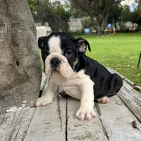 Male, Black and White, a male English Bulldog for sale in Houston, TX – 7 of 7