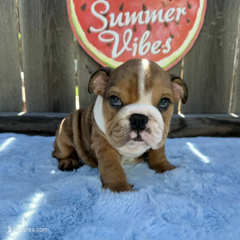 Male, Fawn Merle – English Bulldog puppy for sale in Houston, TX