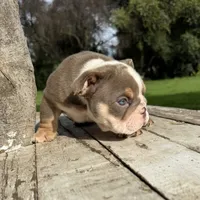 Male, Lilac Tri, a male English Bulldog for sale in Houston, TX – 5 of 7