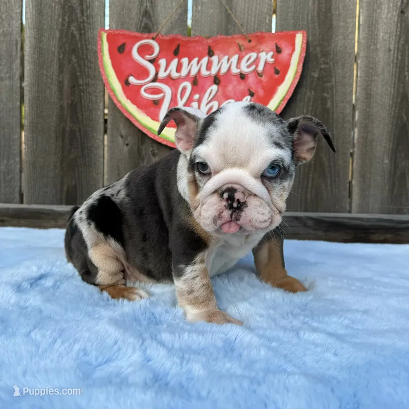 Female, Blue Tri Merle – English Bulldog puppy for sale in Houston, TX