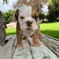 Male, Fawn and white, a male English Bulldog for sale in Houston, TX – 5 of 6