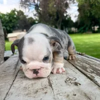 Female, Blue Tri Merle, a female English Bulldog for sale in Houston, TX – 7 of 7