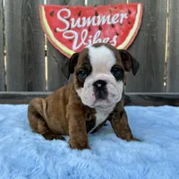 Male, Brindle, a male English Bulldog for sale in Houston, TX – 8 of 8