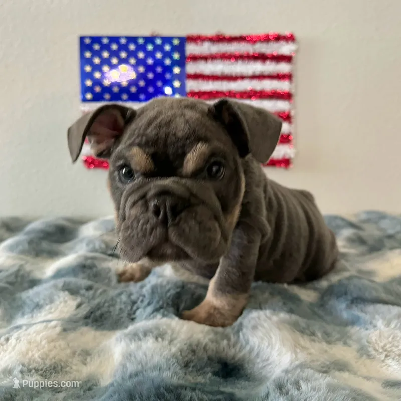Male, Blue and Tan – English Bulldog puppy for sale in Houston, TX