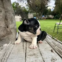 Male, Black and White, a male English Bulldog for sale in Houston, TX – 6 of 7