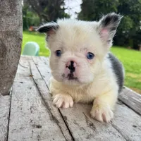 Female, Fluffy blue and white , a female French Bulldog for sale in Houston, TX – 1 of 5