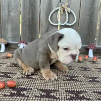 Male, Lilac Tri, a male English Bulldog for sale in Houston, TX – 4 of 7