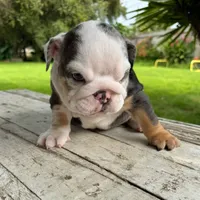 Female, Blue Tri Merle, a female English Bulldog for sale in Houston, TX – 6 of 6