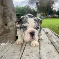 Male, Blue Tri Merle, a male English Bulldog for sale in Houston, TX – 3 of 6