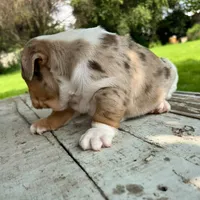 Female, Lilac Tri Merle, a female English Bulldog for sale in Houston, TX – 5 of 7