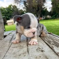 Female, Blue Tri Merle, a female English Bulldog for sale in Houston, TX – 3 of 7