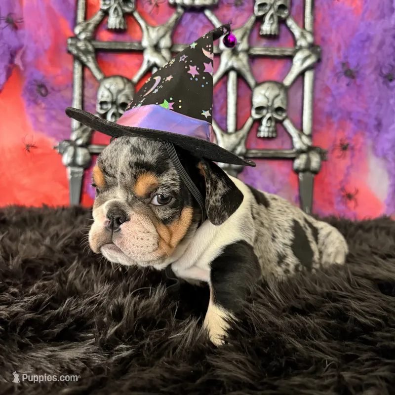 Female, Black Tri Merle – English Bulldog puppy for sale in Houston, TX