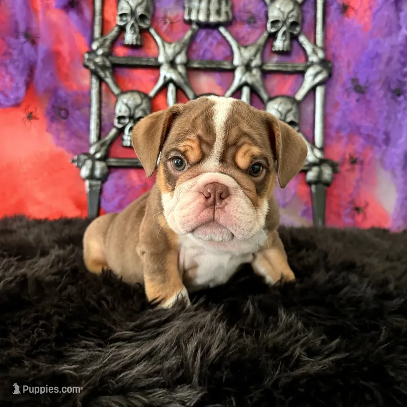 Male, Choco Tri – English Bulldog puppy for sale in Houston, TX