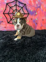 Male, Choco Tri , a male English Bulldog for sale in Houston, TX – 6 of 8