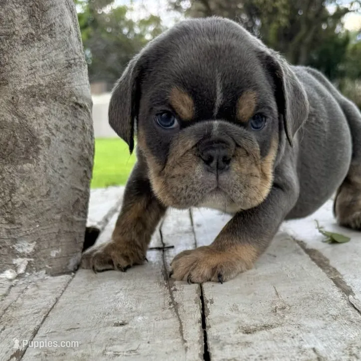Male, Blue and Tannn – English Bulldog puppy for sale in Houston, TX