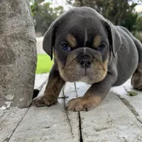 Male, Blue and Tannn, a male English Bulldog for sale in Houston, TX – 1 of 7