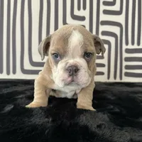 Male, Lilac Tri, a male English Bulldog for sale in Houston, TX – 6 of 8