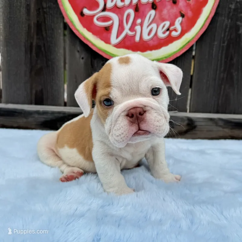 Male, Fawn and White – English Bulldog puppy for sale in Houston, TX