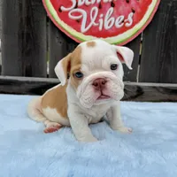 Male, Fawn and White, a male English Bulldog for sale in Houston, TX – 1 of 10