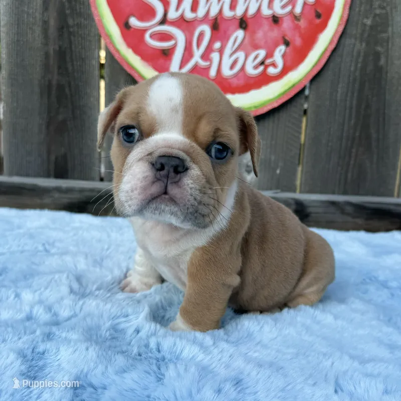 Male, Lilac and White – English Bulldog puppy for sale in Houston, TX