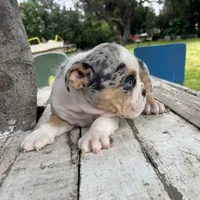 Male, Black Tri Merle, a male English Bulldog for sale in Houston, TX – 6 of 6