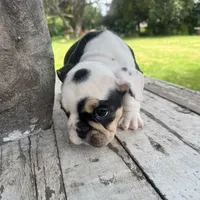 Female, Black Tri, a female English Bulldog for sale in Houston, TX – 5 of 6