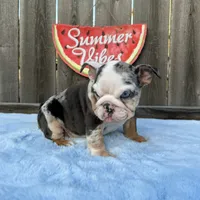 Female , Blue Tri Merle, a female English Bulldog for sale in Houston, TX – 9 of 9