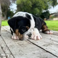 Male, Black Tri , a male English Bulldog for sale in Houston, TX – 3 of 6
