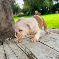 Male, Fawn and White, a male English Bulldog for sale in Houston, TX – 5 of 6