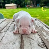 Female, White, a female English Bulldog for sale in Houston, TX – 4 of 4