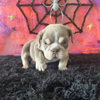 Male, Lilac and Tan, a male English Bulldog for sale in Houston, TX – 3 of 6