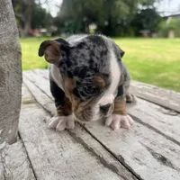 Female, Black Tri Merle, a female English Bulldog for sale in Houston, TX – 3 of 5