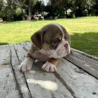 Male, Choco Tri, a male English Bulldog for sale in Houston, TX – 5 of 8