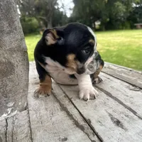 Male, Black Tri, a male English Bulldog for sale in Houston, TX – 2 of 7