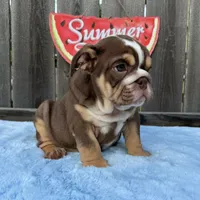 Female, Choco Tri, a female English Bulldog for sale in Houston, TX – 2 of 10