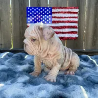 Male, Velvettt, a male English Bulldog for sale in Houston, TX – 3 of 7