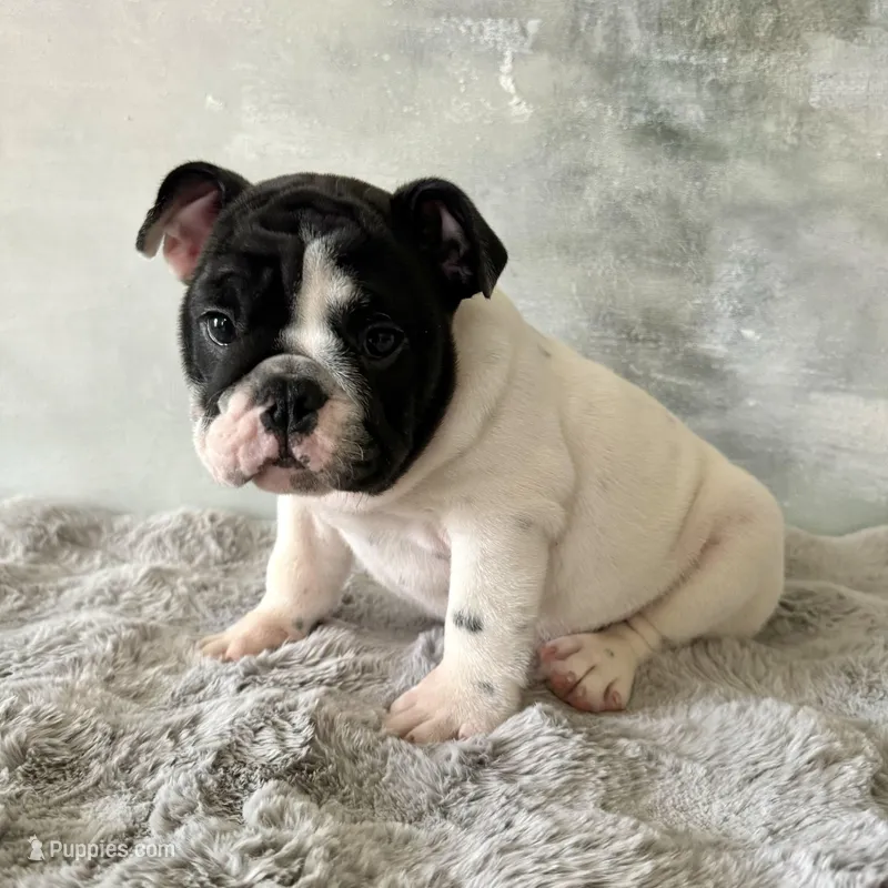 Male, Black and White – English Bulldog puppy for sale in Houston, TX